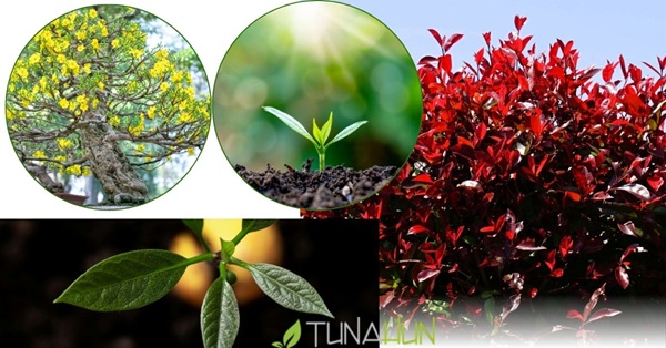 Ağaç & Bitki Dikimi Yapan firma